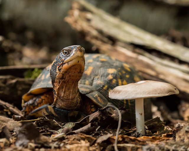 Eastern Box Turtle by Rick Dove