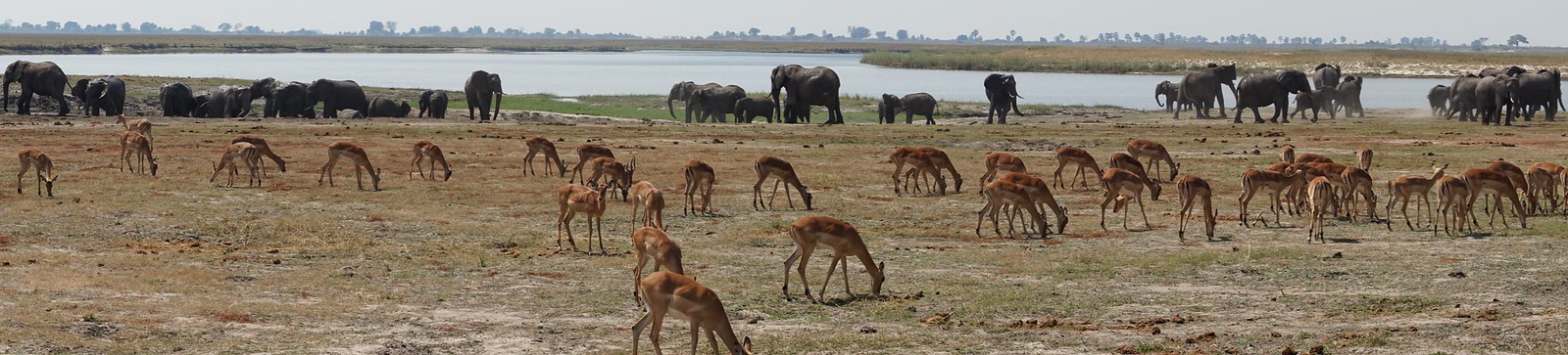 Chobe Riverfront: safari en 4x4 y crucero por el río - BOTSWANA, ZIMBABWE Y CATARATAS VICTORIA: Tras la Senda de los Elefantes (1)