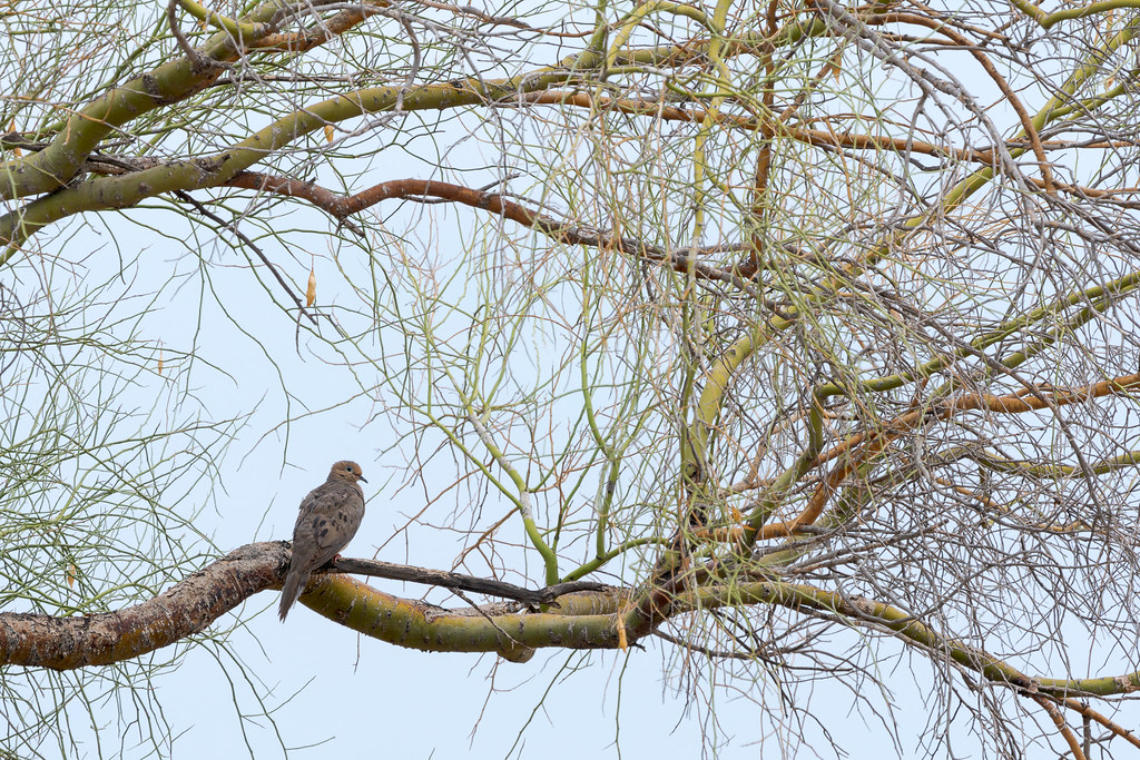 A mourning dove perches in the middel of a web of green branches in a foothill palo verde on the Apache Wash Loop Trail in Phoenix Sonoran Preserve in Phoenix, Arizona