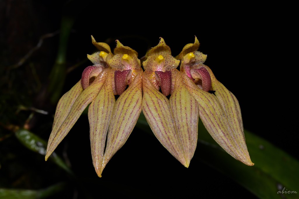 Bulbophyllum annandalei