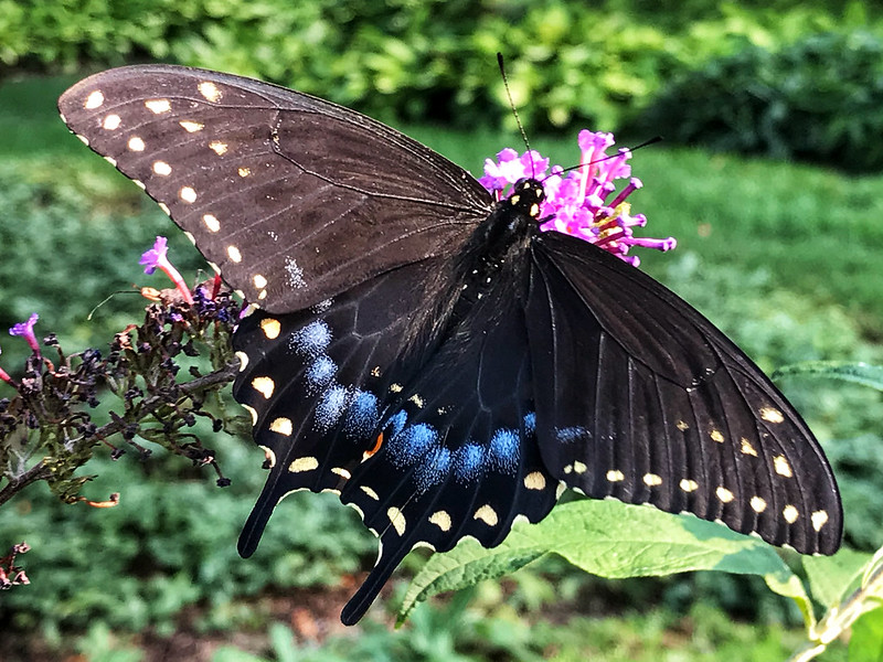 Female black swallowtail