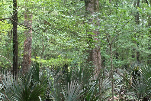 swamp wildlife nature mississippi
