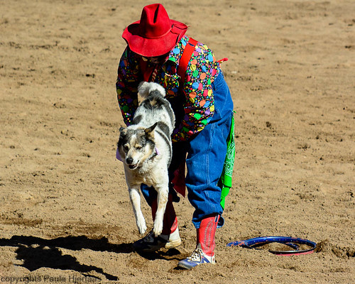 action animal arizona people sells usa blue white clown color dog facelessportrait jumping mammal red rodeo design