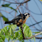 Black-thighed-falconet1