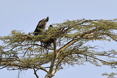 White-backed vulture