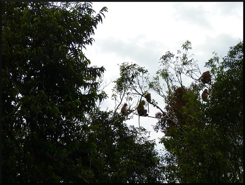 Indonesia en 2 semanas: orangutanes, templos y tradiciones - Blogs de Indonesia - Parque Nacional Tanjung Puting (15)