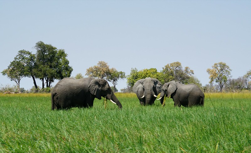 Del Kalahari al delta del Okavango, el corazón de Botswana - BOTSWANA, ZIMBABWE Y CATARATAS VICTORIA: Tras la Senda de los Elefantes (13)