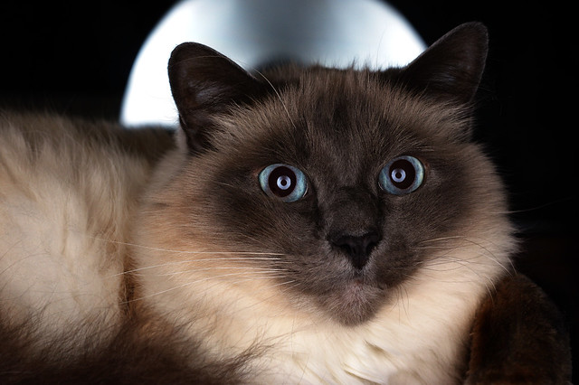 steiff birman cat