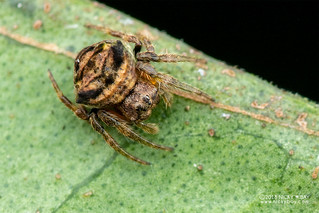 Broad-headed bark spider (Caerostris sp.) - DSC_9712