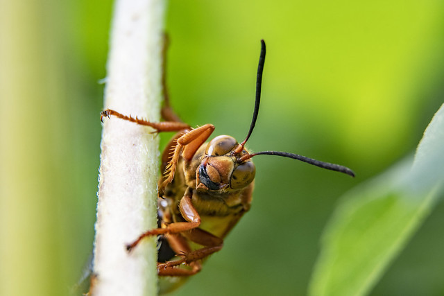 Cicada Killer by Istvan Kerekes