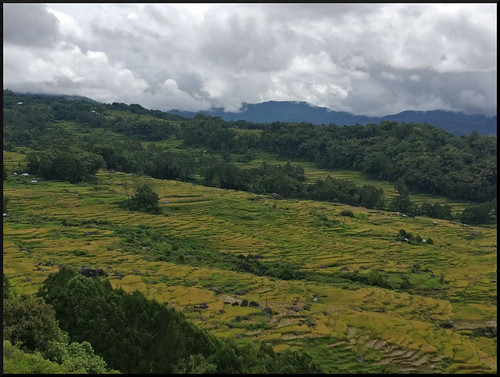 Indonesia en 2 semanas: orangutanes, templos y tradiciones - Blogs de Indonesia - Sulawesi, descubriendo las tradiciones Tana Toraja (62)