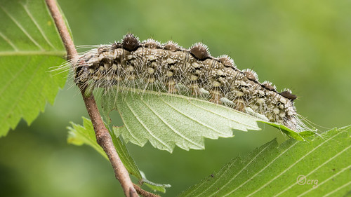 pennsylvania tiogacounty caterpillar ochredagger acronictamorula elm