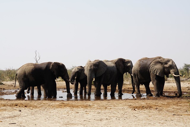 Safari en Makgadikgadi Pans National Park: este año se llevan las rayas - BOTSWANA, ZIMBABWE Y CATARATAS VICTORIA: Tras la Senda de los Elefantes (11)