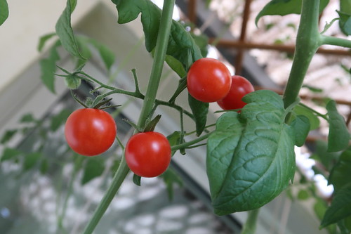 Reife Tomaten am Strauch auf unserem Balkon - I