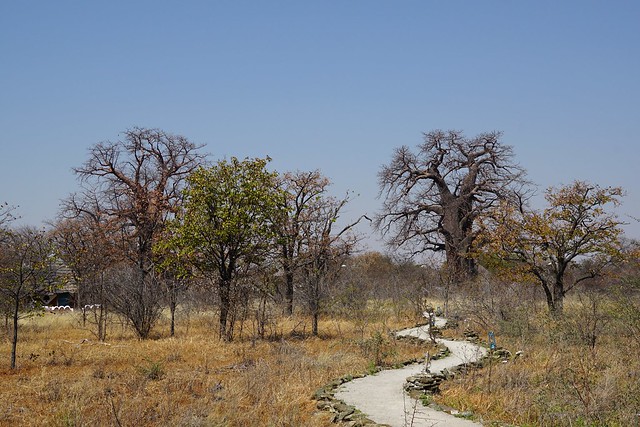 Makgadikgadi Pans: baobabs, suricatas y noche al raso en el salar de Ntwetwe - BOTSWANA, ZIMBABWE Y CATARATAS VICTORIA: Tras la Senda de los Elefantes (13)