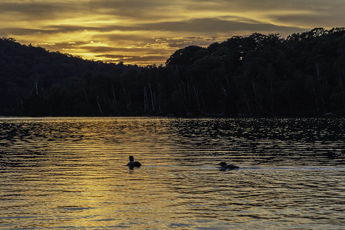 loonlake loon lake water sunset ontario cottage kearney almaguin birds canoe tranquil