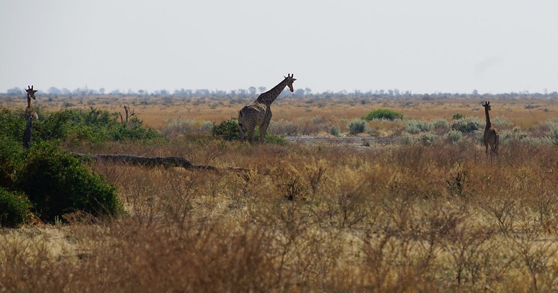 De Moremi a Savuti, entre jirafas y elefantes - BOTSWANA, ZIMBABWE Y CATARATAS VICTORIA: Tras la Senda de los Elefantes (18)