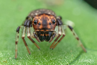 Crab spider (cf. Emplesiogonus sp.) - DSC_2882