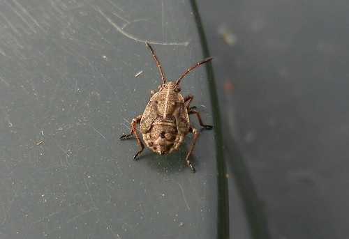 Unknown Bug DSCN8881
