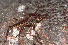 Robber Fly (Asilidae, Id ?) - Photo of Vissec