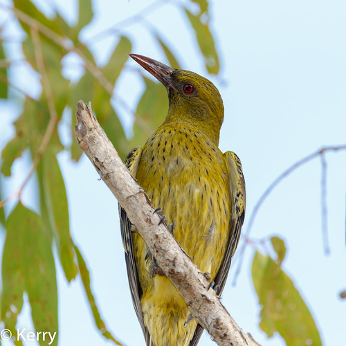 australia oriolegreen kakadunp flavocinctus birds nt 2018 orioleyellow oriolusflavocinctus jabirucrocodilehotel adult