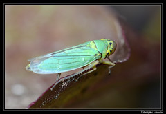 Cicadella viridis - Photo of Channay