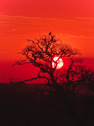 sunset red sony bird silhouette