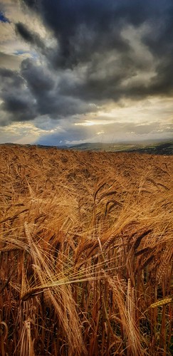 wheat crops sky land scottishlandscape landscape clouds field farming depthoffield dof pov pointofview scotland highlands dramatic sunshine crepuscularrays lightrays samsung smartphone androidography galaxys9plus marksutherland amaturephotographer cellphone phonephotography phoneography cameraphone