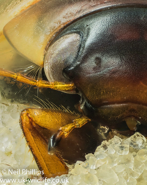 Colymbetes fuscus diving beetle stacked image