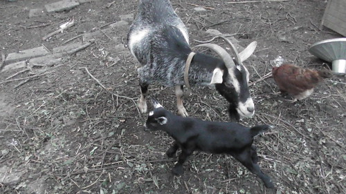 goat and baby Aug 18 (3)