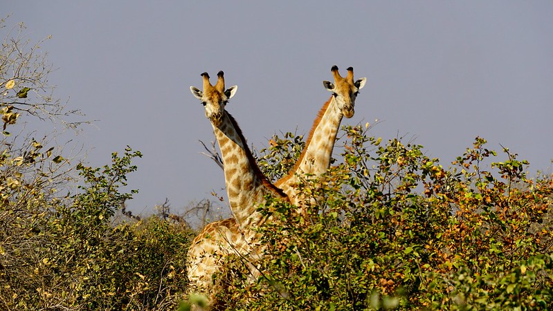 De Moremi a Savuti, entre jirafas y elefantes - BOTSWANA, ZIMBABWE Y CATARATAS VICTORIA: Tras la Senda de los Elefantes (14)