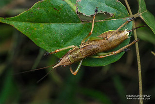 Katydid (Tettigoniidae) - DSC_2943