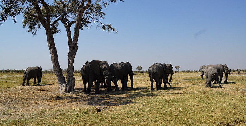 De Moremi a Savuti, entre jirafas y elefantes - BOTSWANA, ZIMBABWE Y CATARATAS VICTORIA: Tras la Senda de los Elefantes (20)