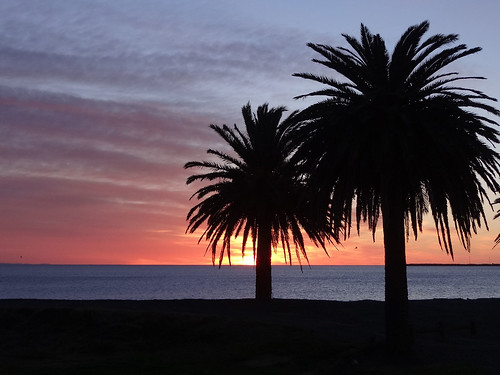 nz newzealand hawkesbay napier westshore beach sunrise palmtrees silhouette sky sonycybershot dschx100v pointshoot homelandsea