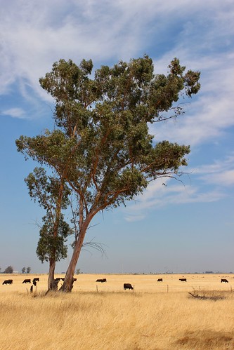 preserve solano california jepson