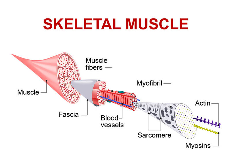 myofascial-release_muscles2