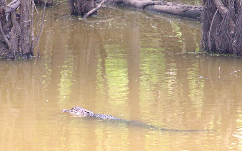 swamp wildlife alligator gator nature mississippi usa