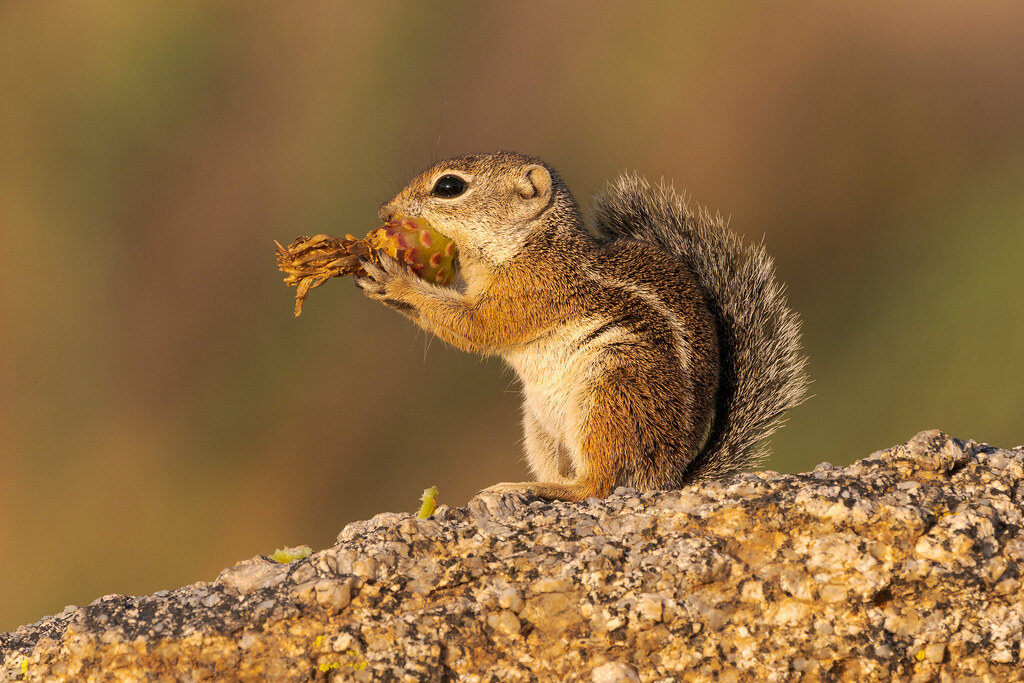 A Harris's antelope squirrel eats a cactus fruit by sticking its face into the center of the fruit near The Amphitheater in McDowell Sonoran Preserve