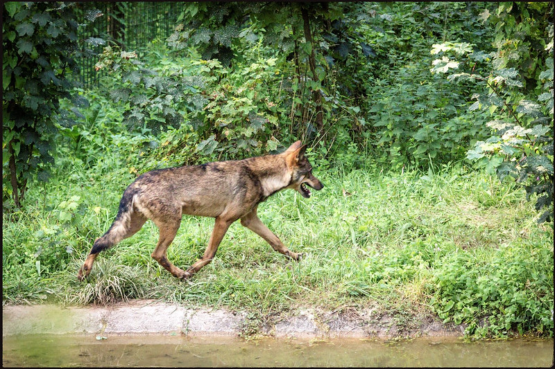 Parque Natural de Somiedo - Blogs de España - 20 de agosto, lunes: Lagos de Saliencia y Cercado del lobo de Belmonte (23)