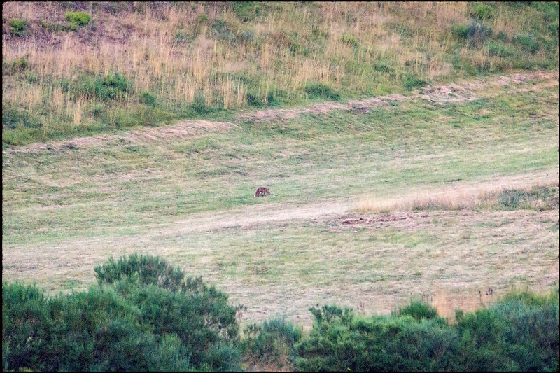 21 de agosto, martes: Observación de osos y ruta de la Malva - Parque Natural de Somiedo (1)