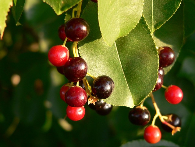 Photo：Unidentified 名前のわからない木の実 -> Fruits of Prunus serotina / black cherry / czeremcha amerykańska / ブラックチェリー By kachigarasu PL (busy)