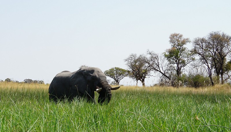 Del Kalahari al delta del Okavango, el corazón de Botswana - BOTSWANA, ZIMBABWE Y CATARATAS VICTORIA: Tras la Senda de los Elefantes (33)