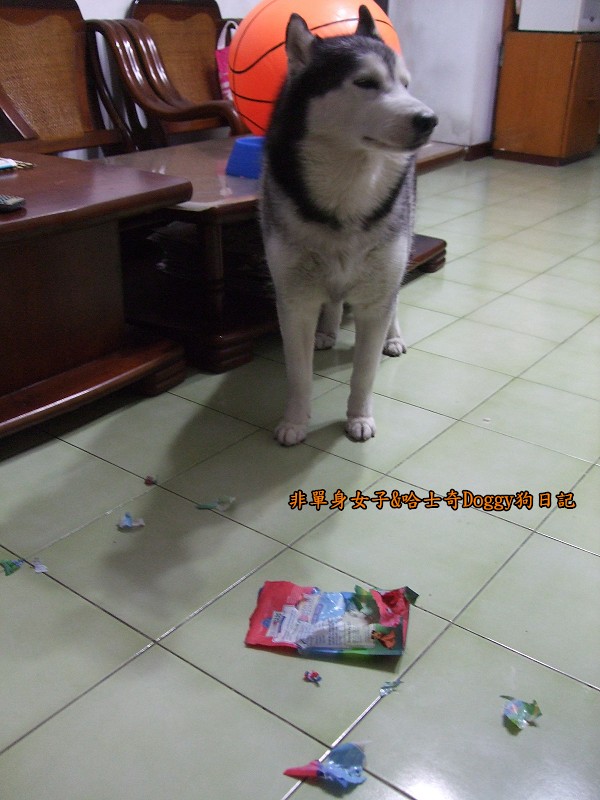 哈士奇Doggy2012-07