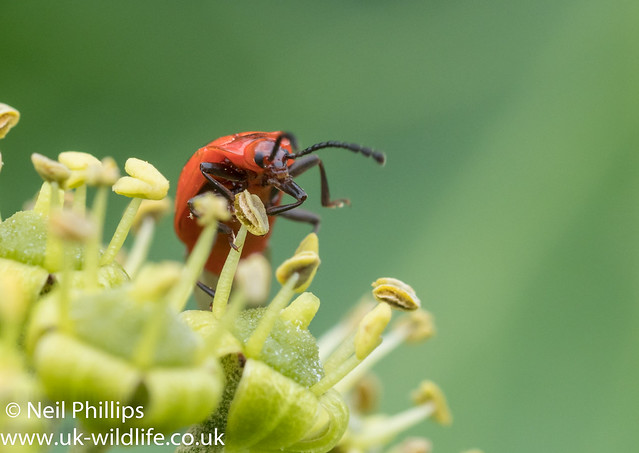 False Ladybird - Endomychus coccineus-6