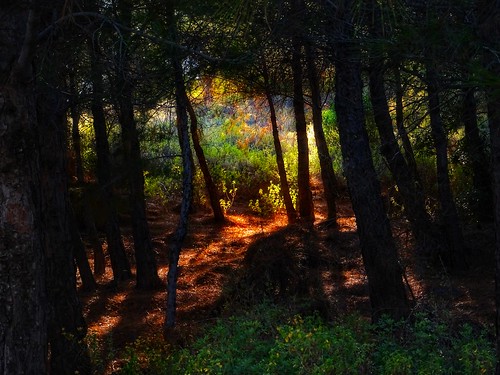 path footpath forest wood trees pine sunlight shadows mystery fair mountains nature outdoor landscape light lesvos lesvosisland mytilene greece greek hellas hellenic