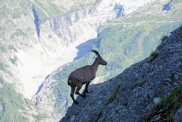 A young ibex