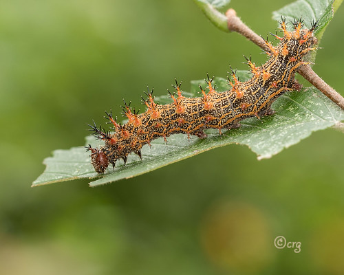 pennsylvania tiogacounty caterpillar questionmark polygoniainterrogationis elm