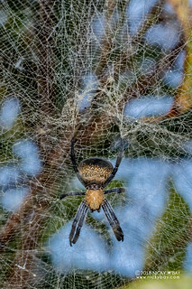 Tent web spider (Cyrtophora sp.) - DSC_0142