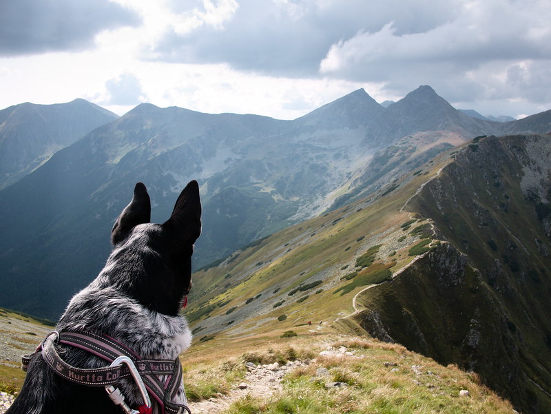 słowackie tatry zachodnie pies raczkowa Jarząbczy
