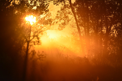 sunrise fog trees silhouette gold morning chisholmcreekpark wichita kansas